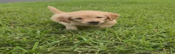 Golden Retriever dogs for sale: Golden Retriever Blossom  - Ad 3