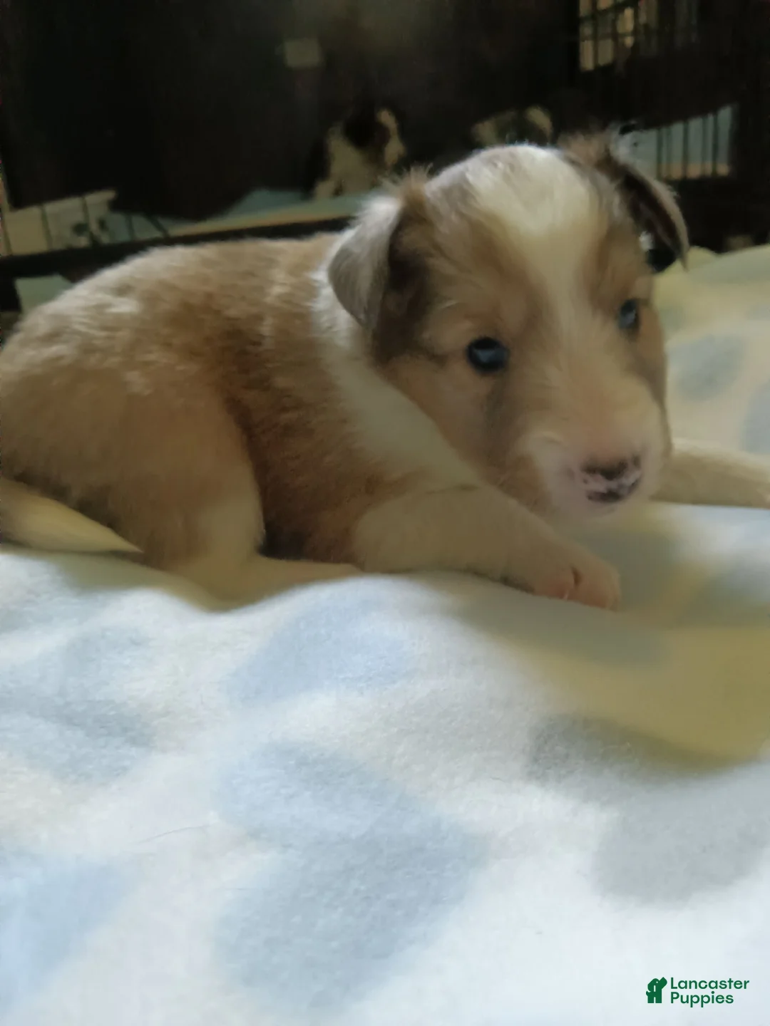 Shetland Sheepdog dogs for sale: Shetland Sheepdog 1 - Ad 1