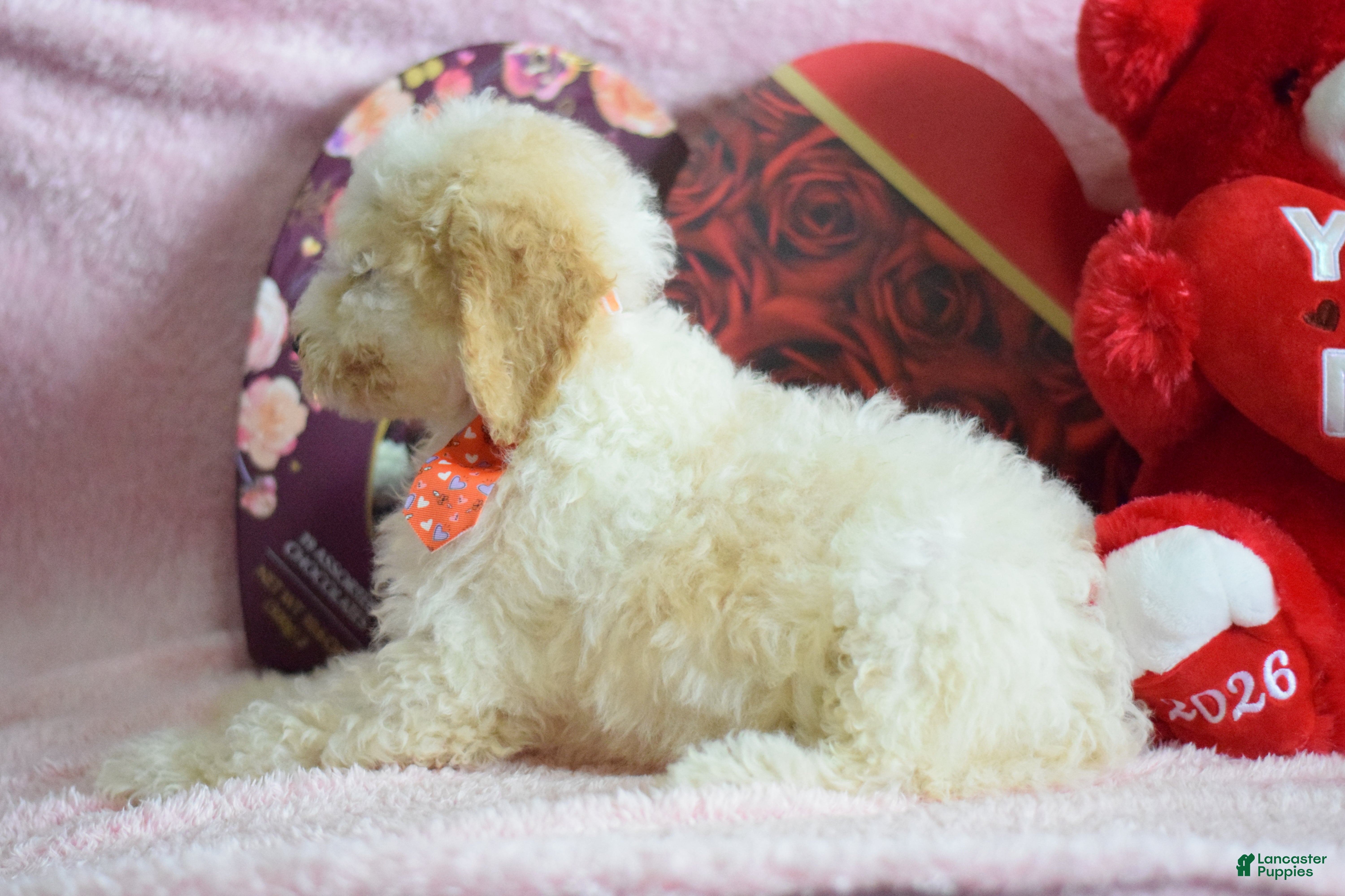 Goldendoodle dogs Goldendoodle Puppy 5 - Ad 2
