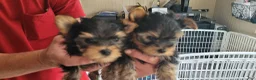 Yorkshire Terrier dogs for sale: Yorkshire Terrier 2 - Ad 5