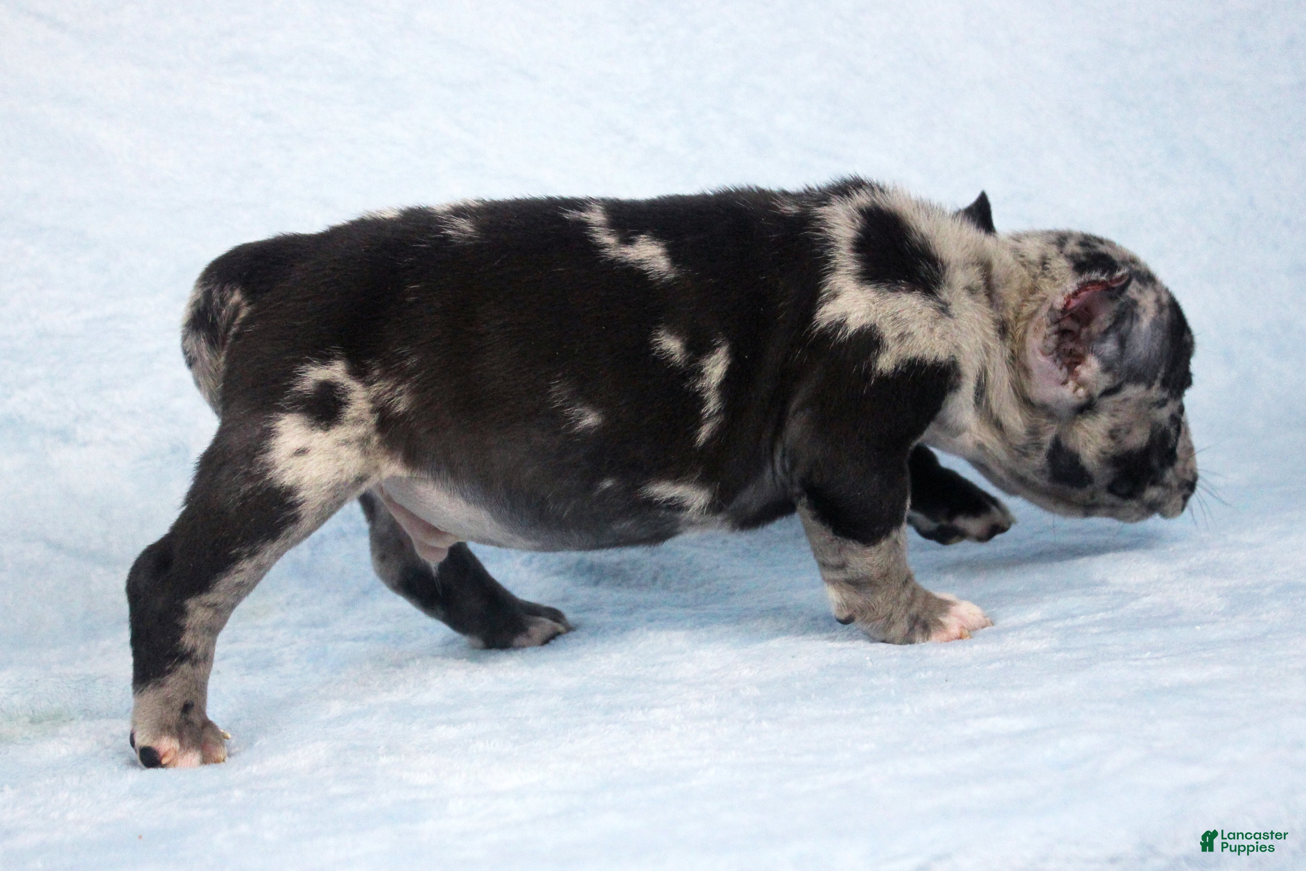 American Bully dogs Black Merle Male - Ad 2
