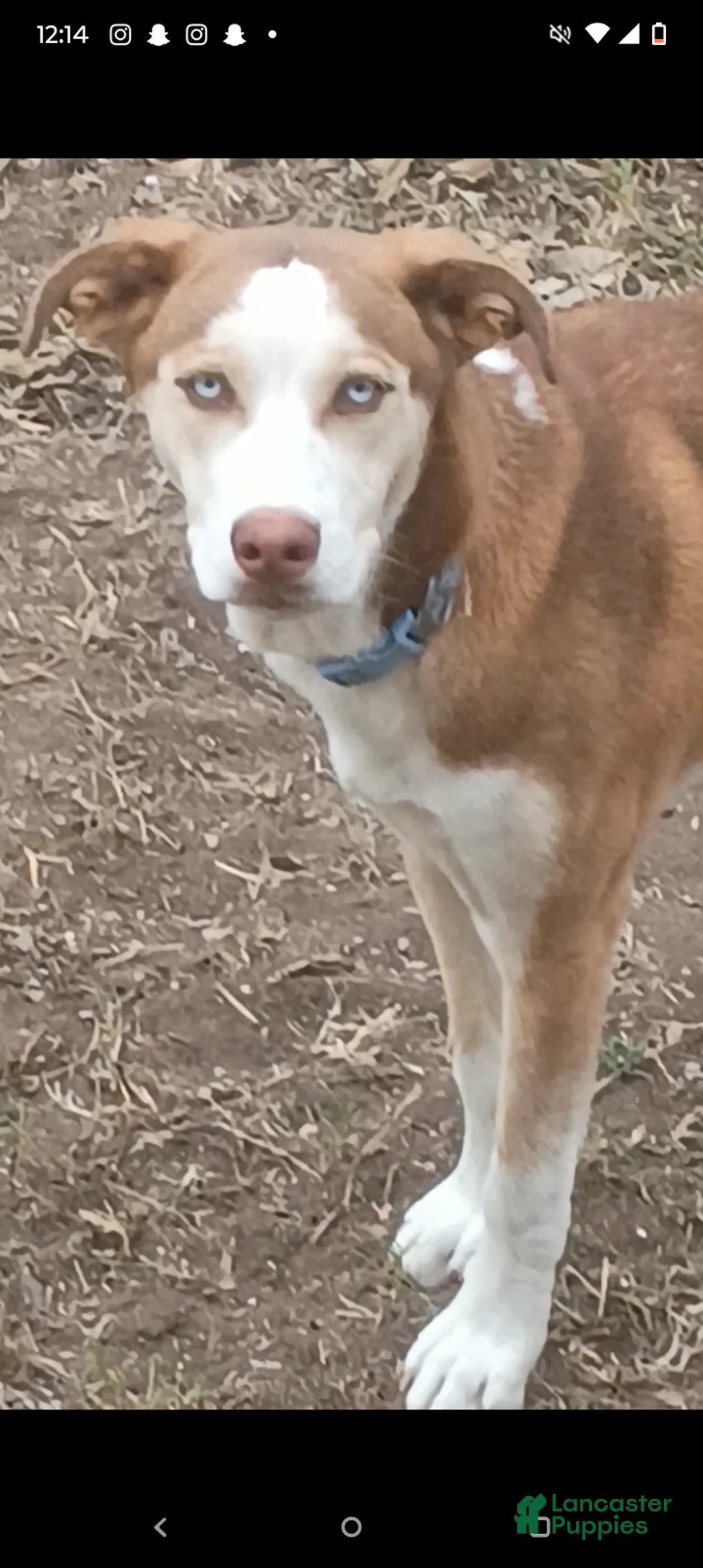 Mixed Breed dogs for sale: Mixed Breed Puppy 2 - Ad 2