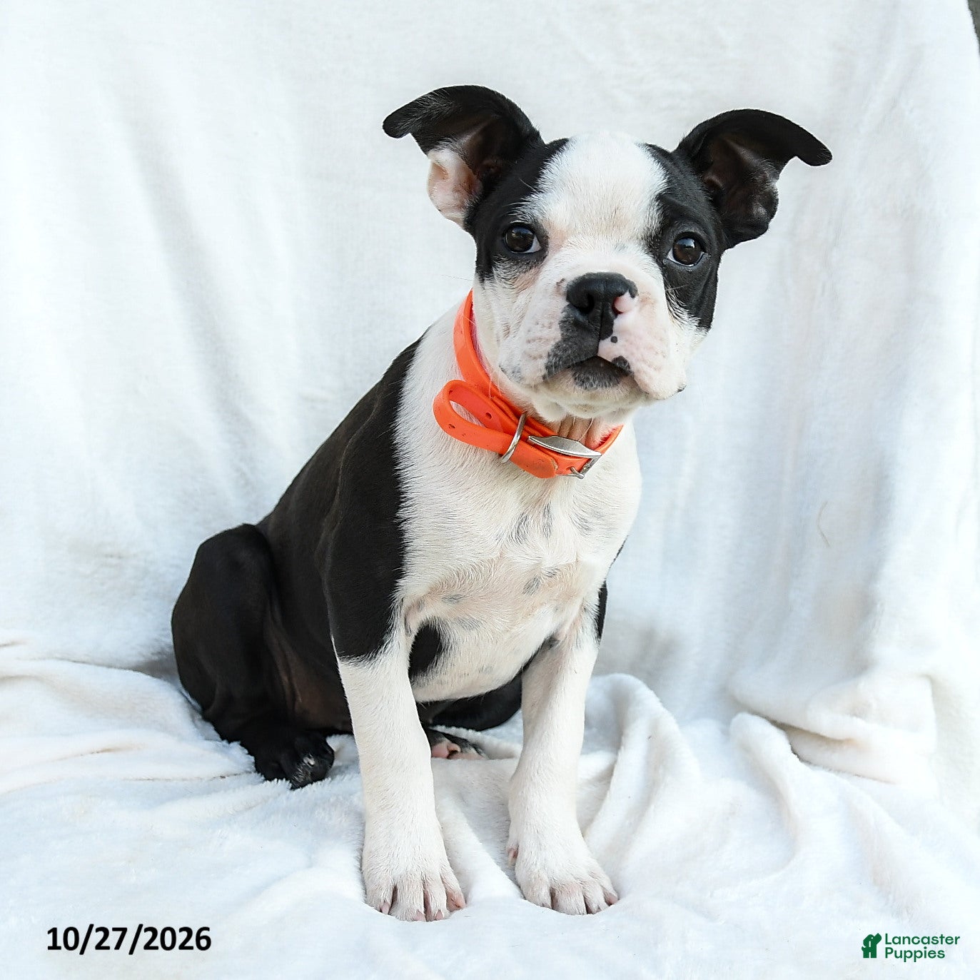 Boston Terrier dogs for sale: Olive  - Ad 2