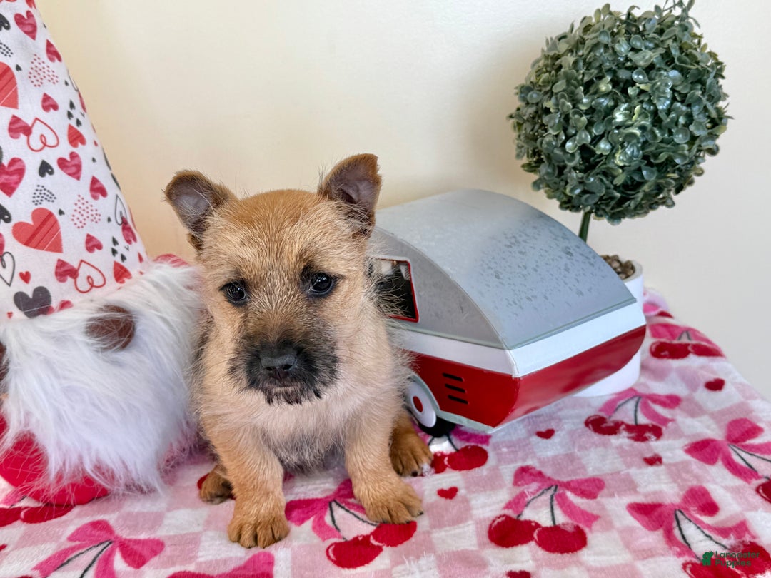 Cairn Terrier dogs for sale: Joy  - Ad 4
