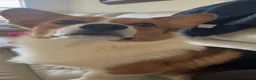 Welsh Corgi Pembroke dogs for sale: Malibu  - Ad 9