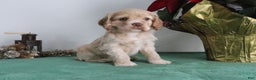 Cocker Spaniel dogs for sale: Karter - Ad 3