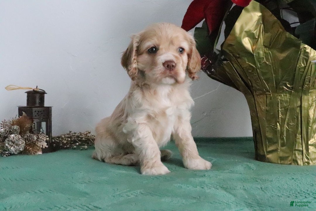 Cocker Spaniel dogs for sale: Karter - Ad 3