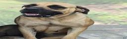 English Mastiff dogs for sale: English Mastiff Eve - Ad 12