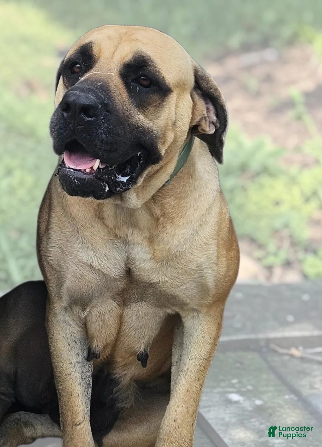 English Mastiff dogs for sale: English Mastiff Eve - Ad 12