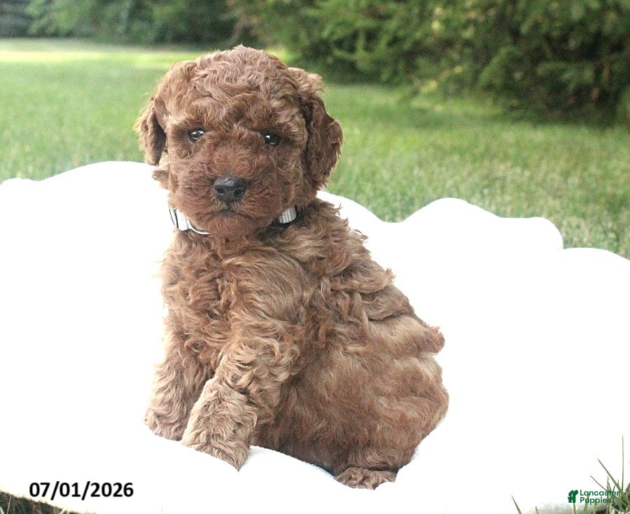 Miniature Poodle dogs for sale: Ranger - Ad 2