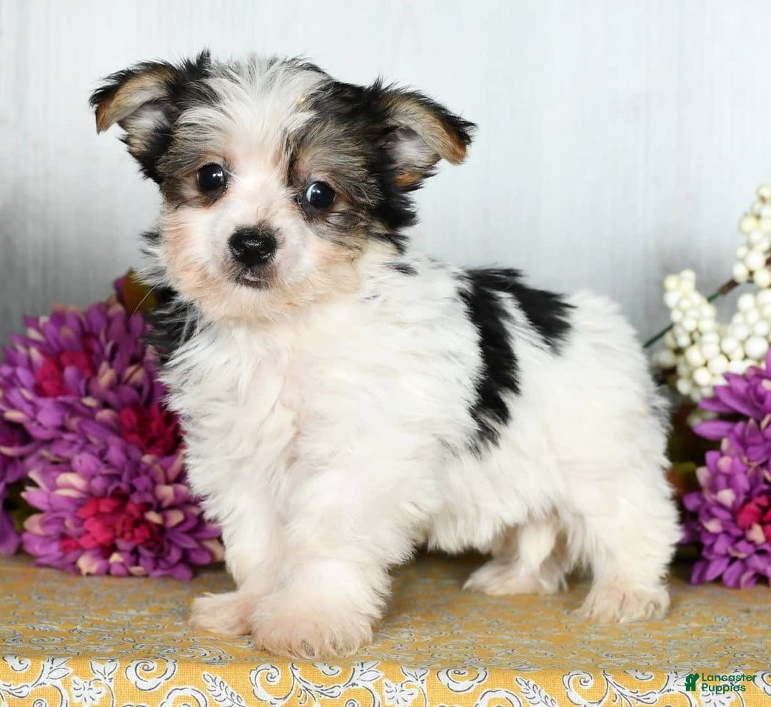 Gallery Image {{count}}