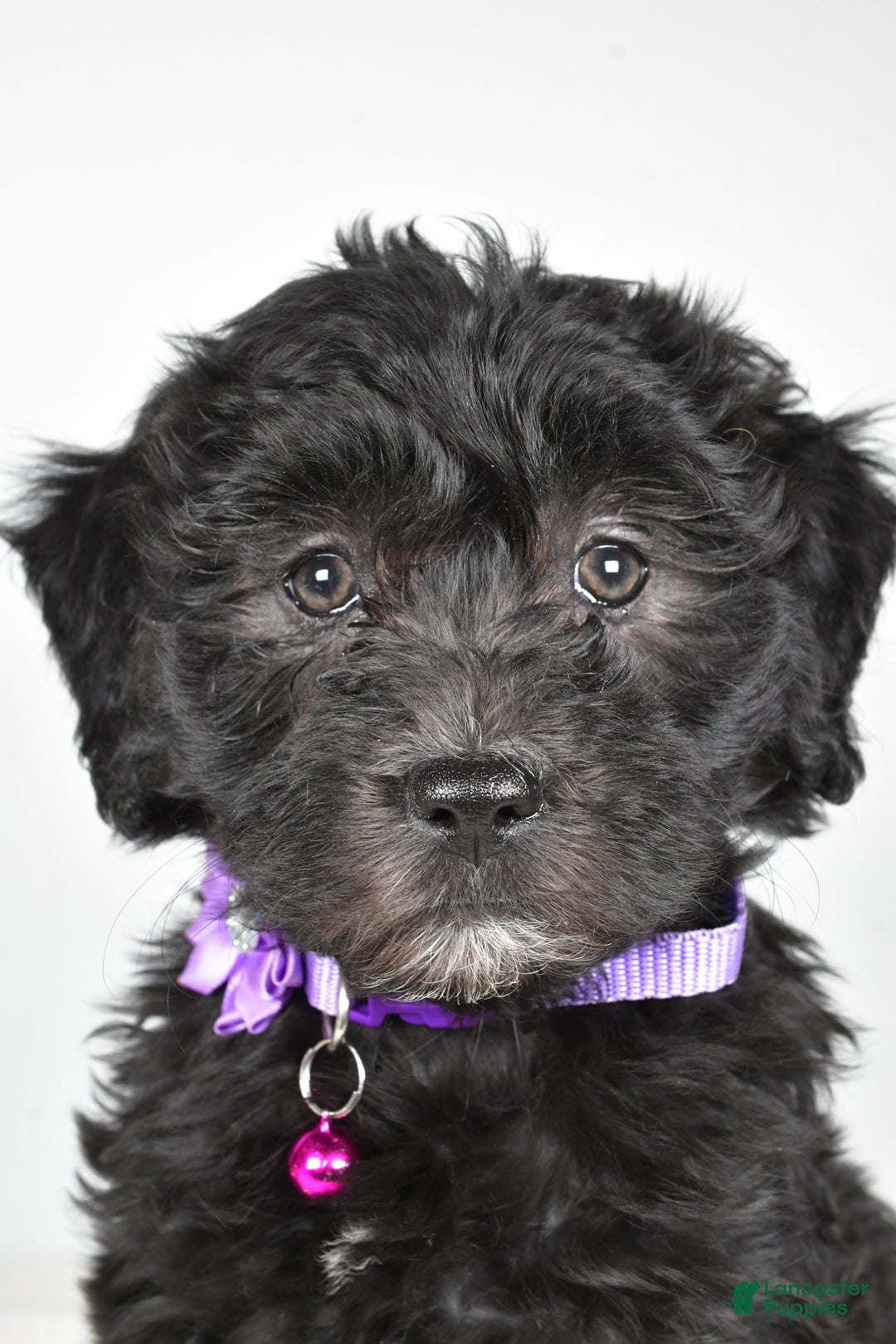 Newfypoo dogs for sale: Holly f one b - Ad 8