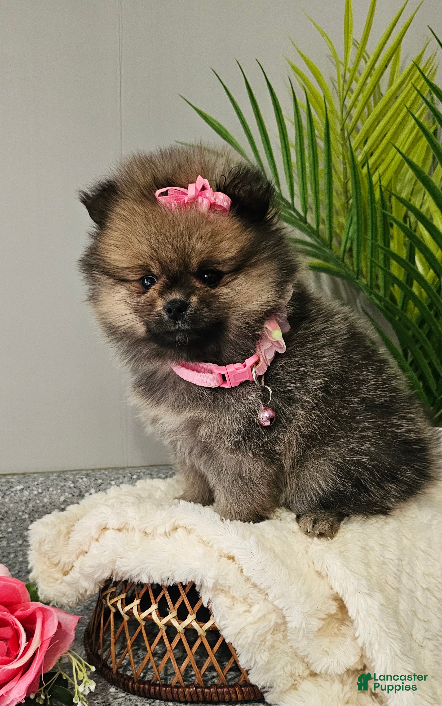Pomeranian dogs Lil Lyra Jo - Ad 2