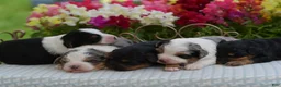 Aussiedoodle dogs for sale: Small fry - Ad 12