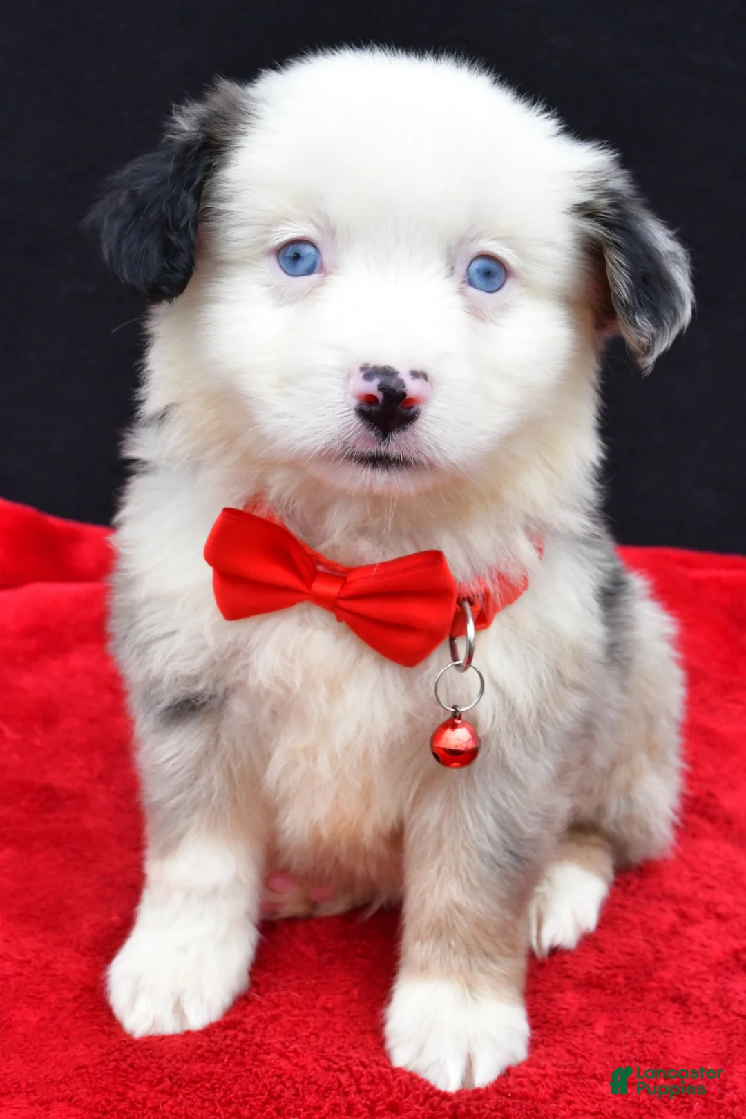 Miniature Australian Shepherd dogs for sale: Chopper - Ad 1