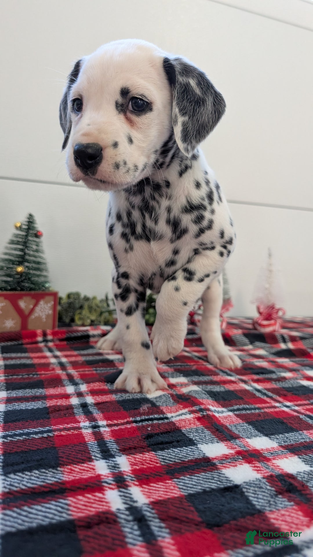 Dalmatian dogs for sale: Maggie - Ad 2