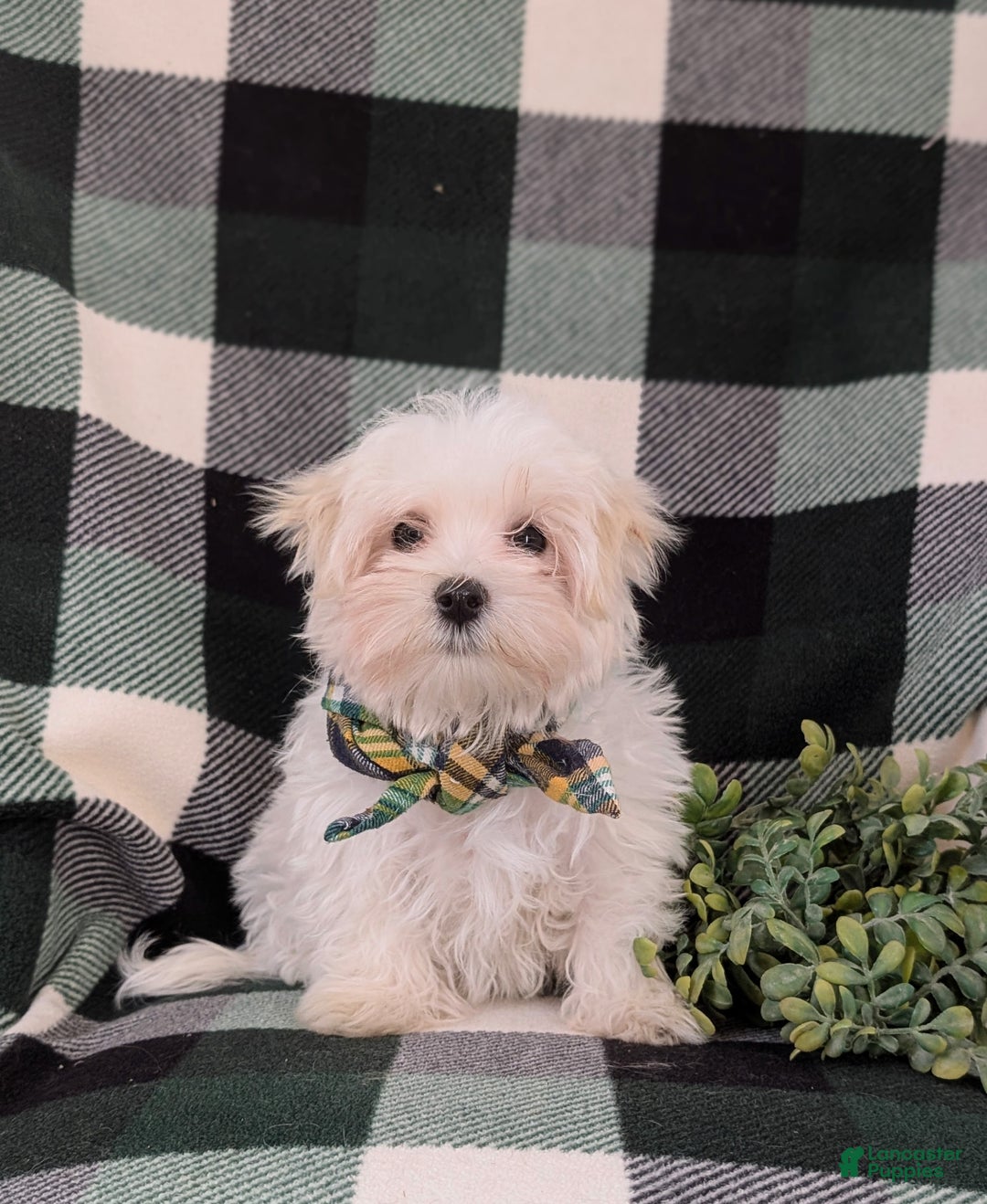 Maltese dogs for sale: Augustus 7 lbs Full Grown - Ad 1