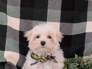 Maltese dogs Augustus 7 lbs Full Grown - Ad 5