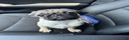 Pug dogs for sale: Romini - Ad 16