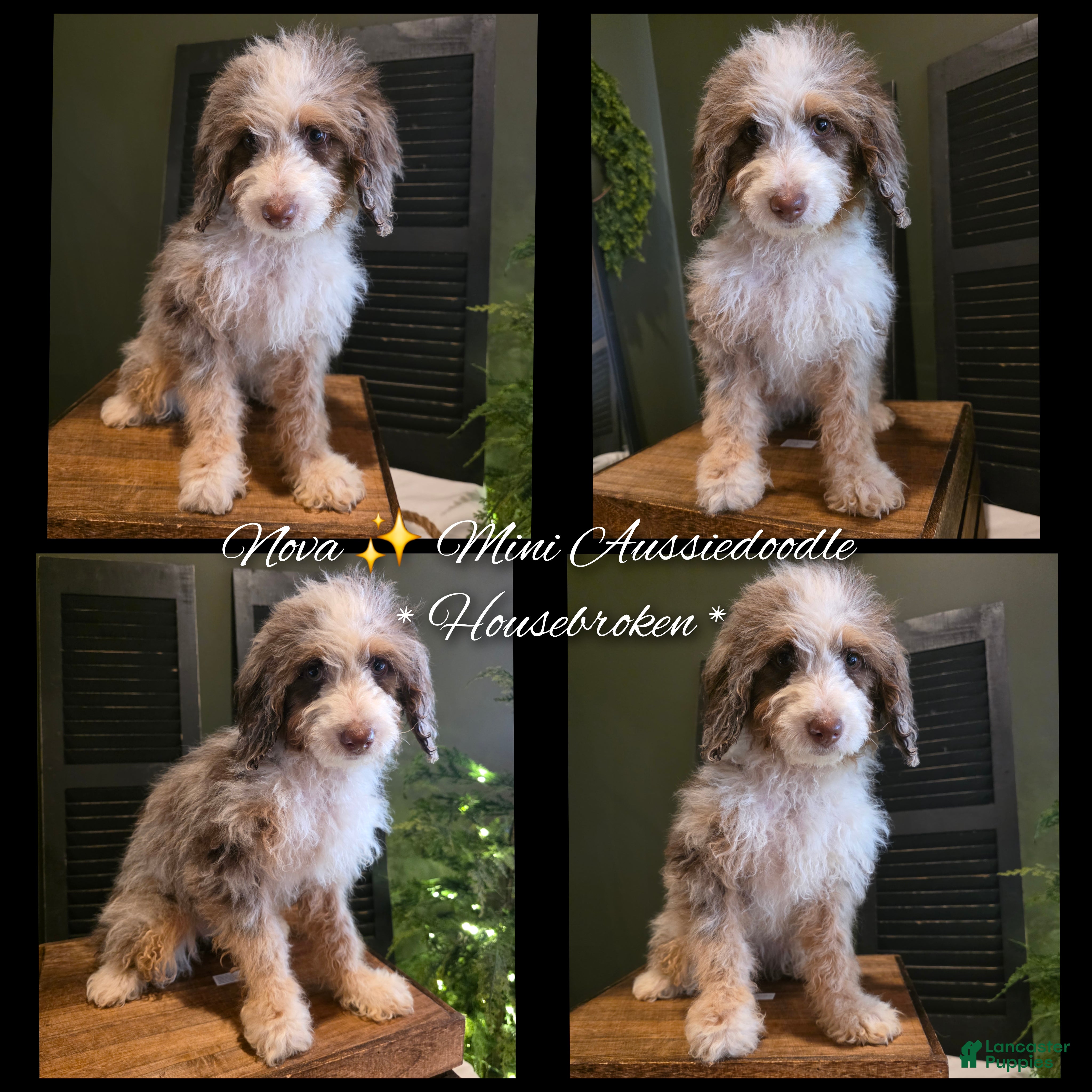 Mini Aussiedoodle dogs Ava  - Ad 2