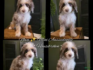 Mini Aussiedoodle dogs Ava - Ad 33