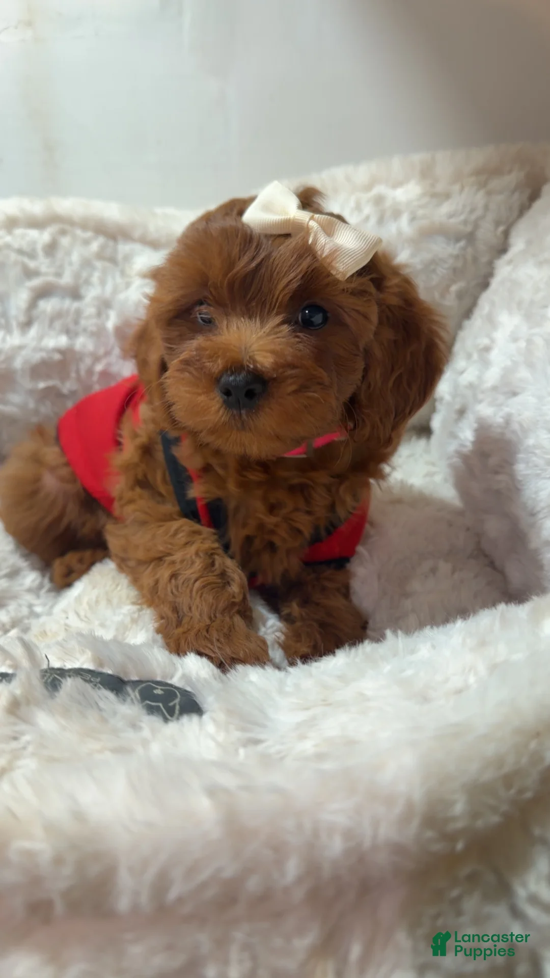 Cavapoo dogs for sale: Pebbles  - Ad 1