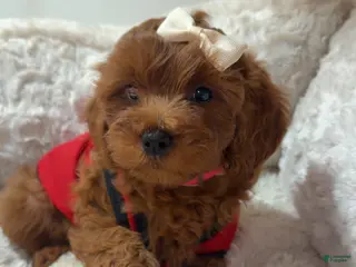 Cavapoo dogs Pebbles - Ad 13
