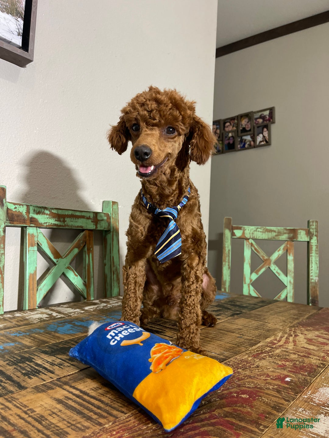 Miniature Poodle dogs for sale: Akc Clear Red Boy Bentley - Ad 3