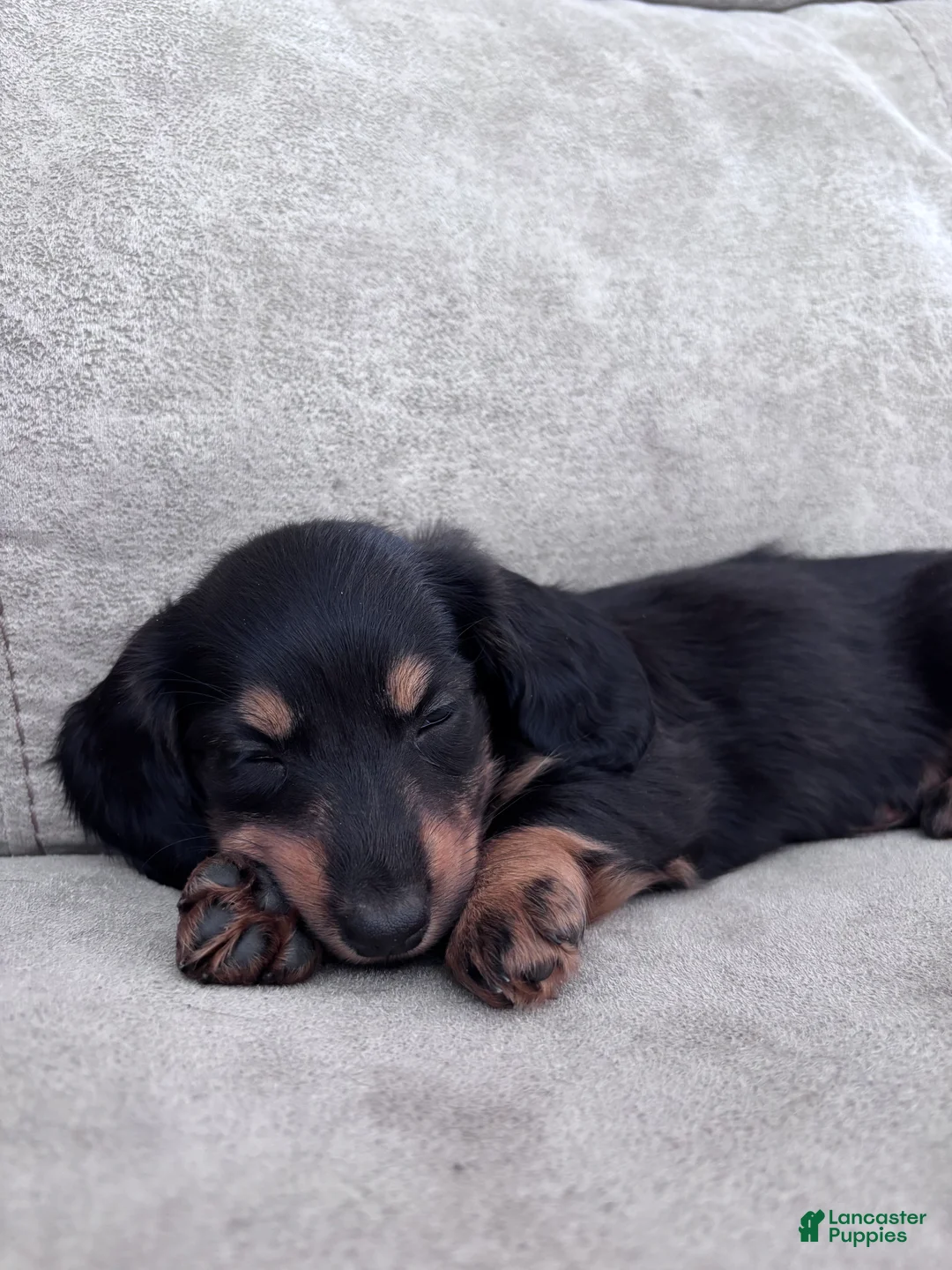Miniature Dachshund dogs for sale: Cricket - Ad 2