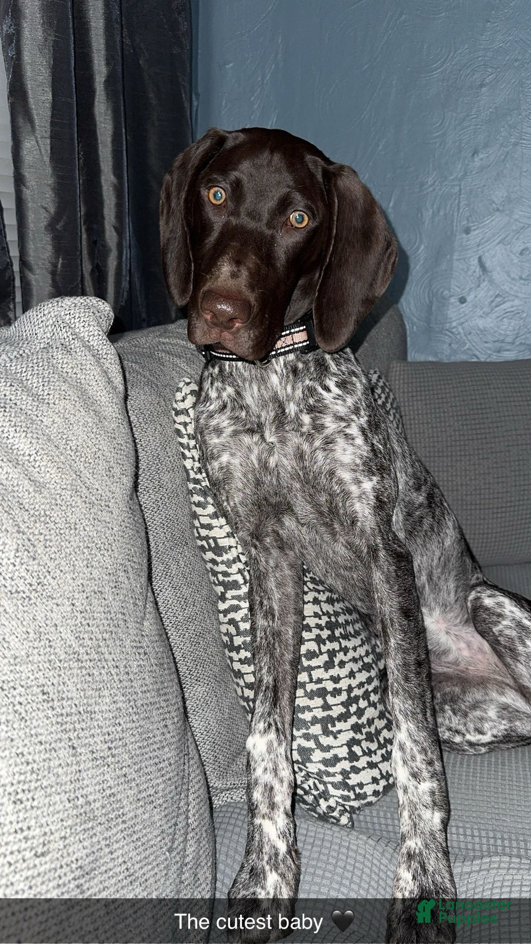 German Shorthaired Pointer dogs for sale: German Shorthaired Pointer Puppy 1 - Ad 3