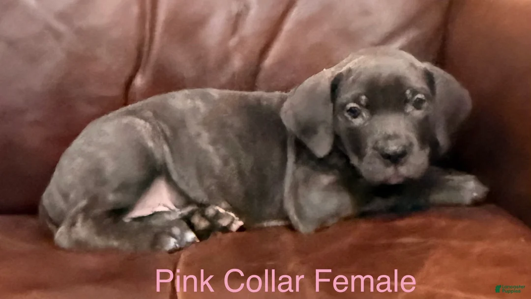 Cane Corso dogs for sale: Cane Corso F Puppy Pink Collar  - Ad 3