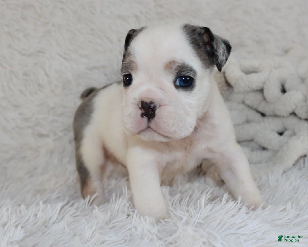 English Bulldog dogs for sale: AKC Olaf - Ad 5