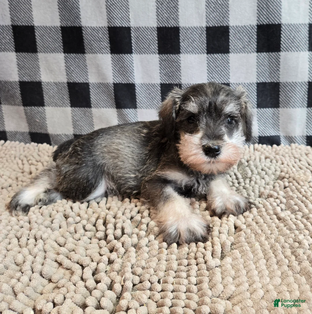 Miniature Schnauzer dogs for sale: Scout - Ad 3