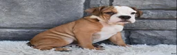 Beabull dogs for sale: Blossom  - Ad 3