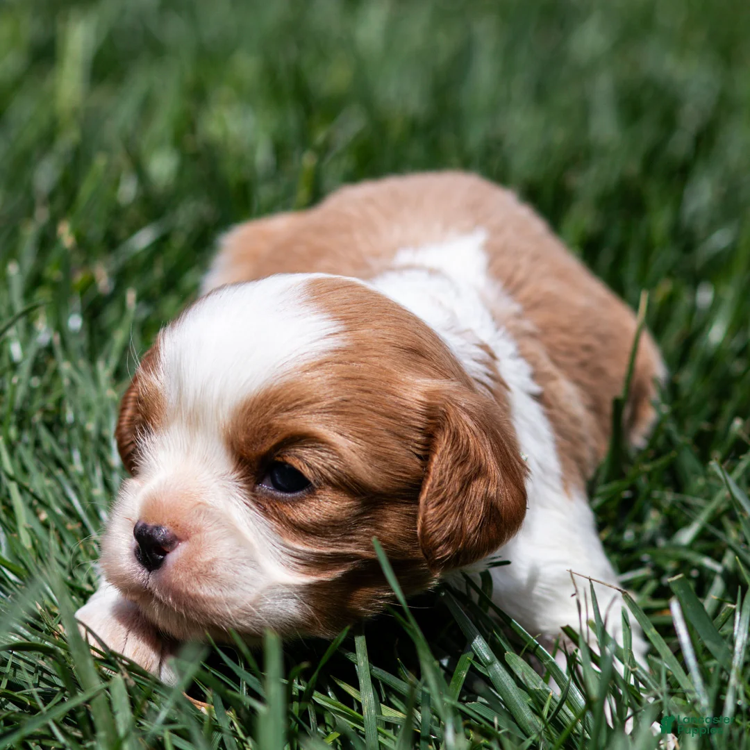 Cavalier King Charles Spaniel dogs for sale: Arlan Cavalier King Charles Spaniel Puppy  - Ad 2
