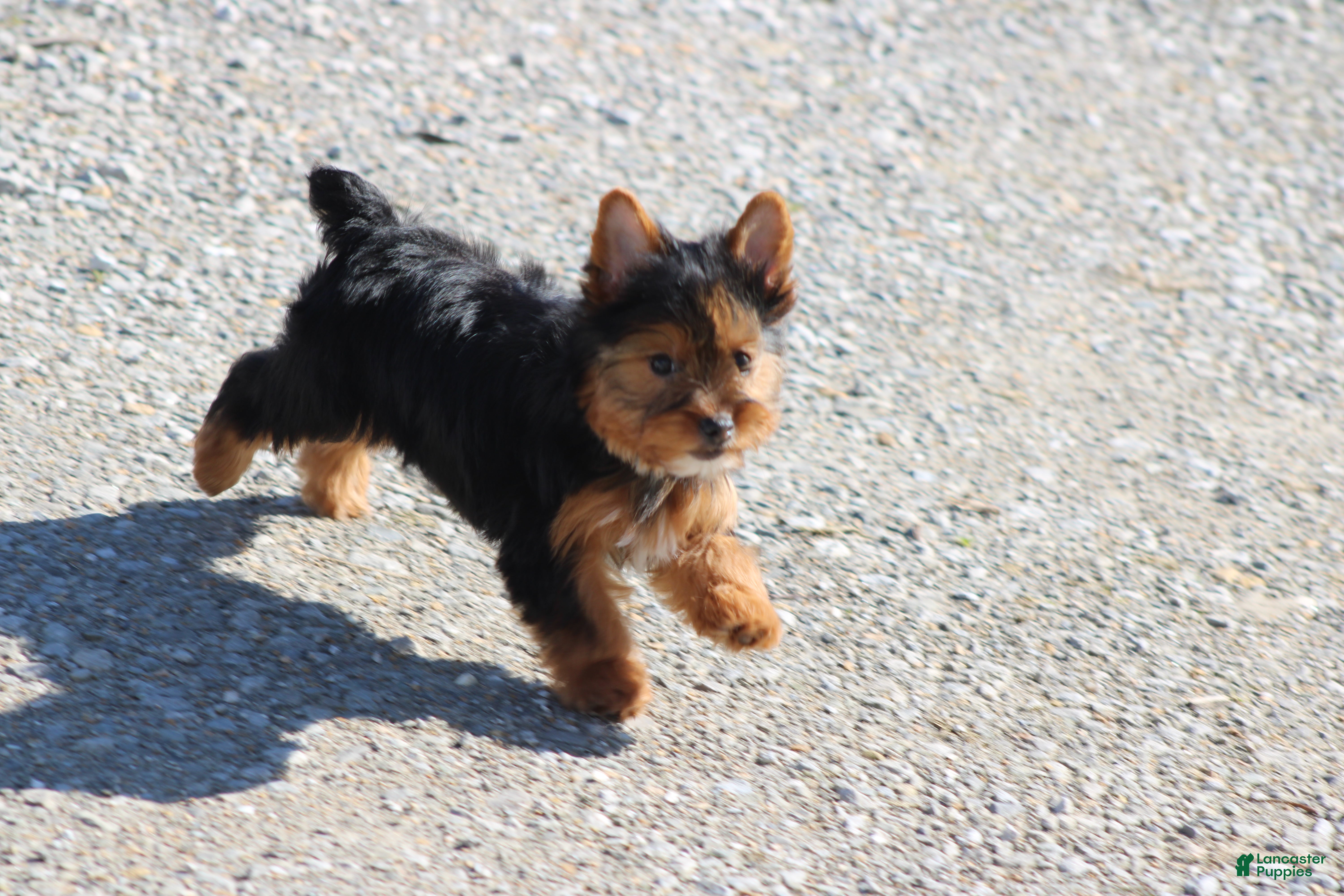 Yorkshire Terrier dogs Beth  - Ad 15