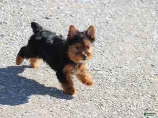 Yorkshire Terrier dogs Beth - Ad 16