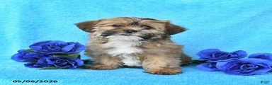 Tina