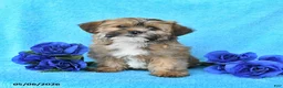 Yorkiepoo dogs for sale: Tina - Ad 1