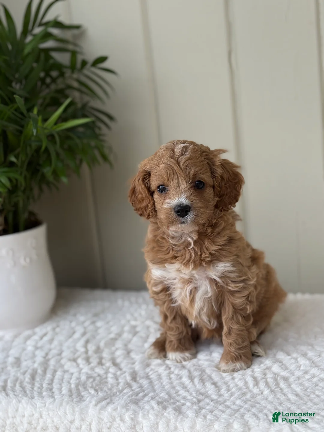 Cockapoo dogs for sale: Cockapoo Puppy 4 Sweetie - Ad 2