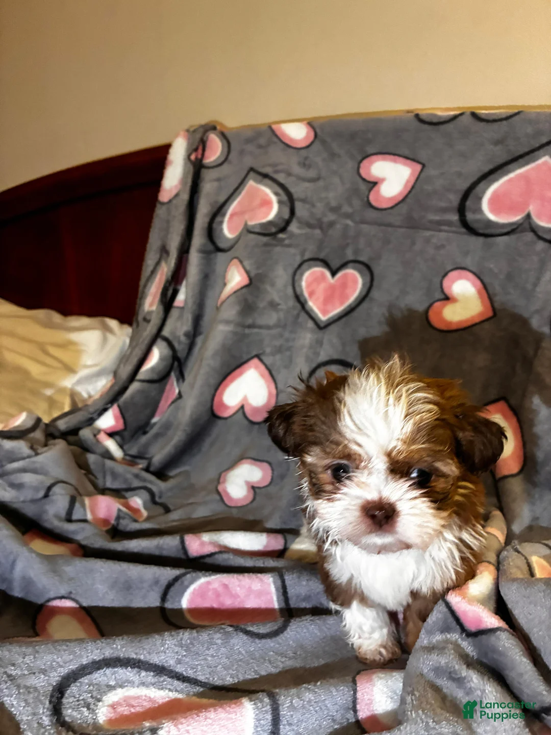 Shih Tzu dogs for sale: Shih Tzu Puppy 3 - Ad 1