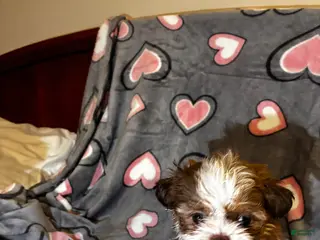 Shih Tzu dogs Shih Tzu Puppy 3 - Ad 26