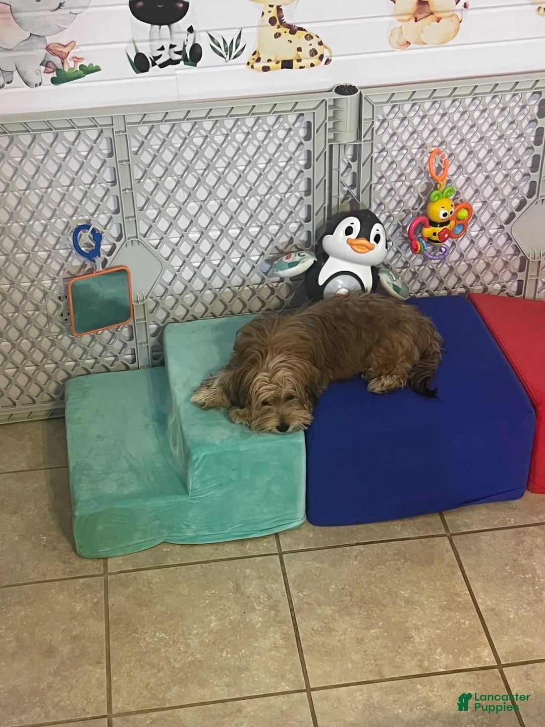 Morkie dogs for sale: Cloud Nine’s Solar Sequel {stud} - Ad 3