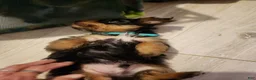 Yorkshire Terrier dogs for sale: Yorkshire Terrier 2 - Ad 3