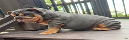 English Bulldog dogs for sale: Vixen - Ad 7