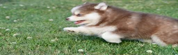 Pomsky dogs for sale: Prince - Ad 6