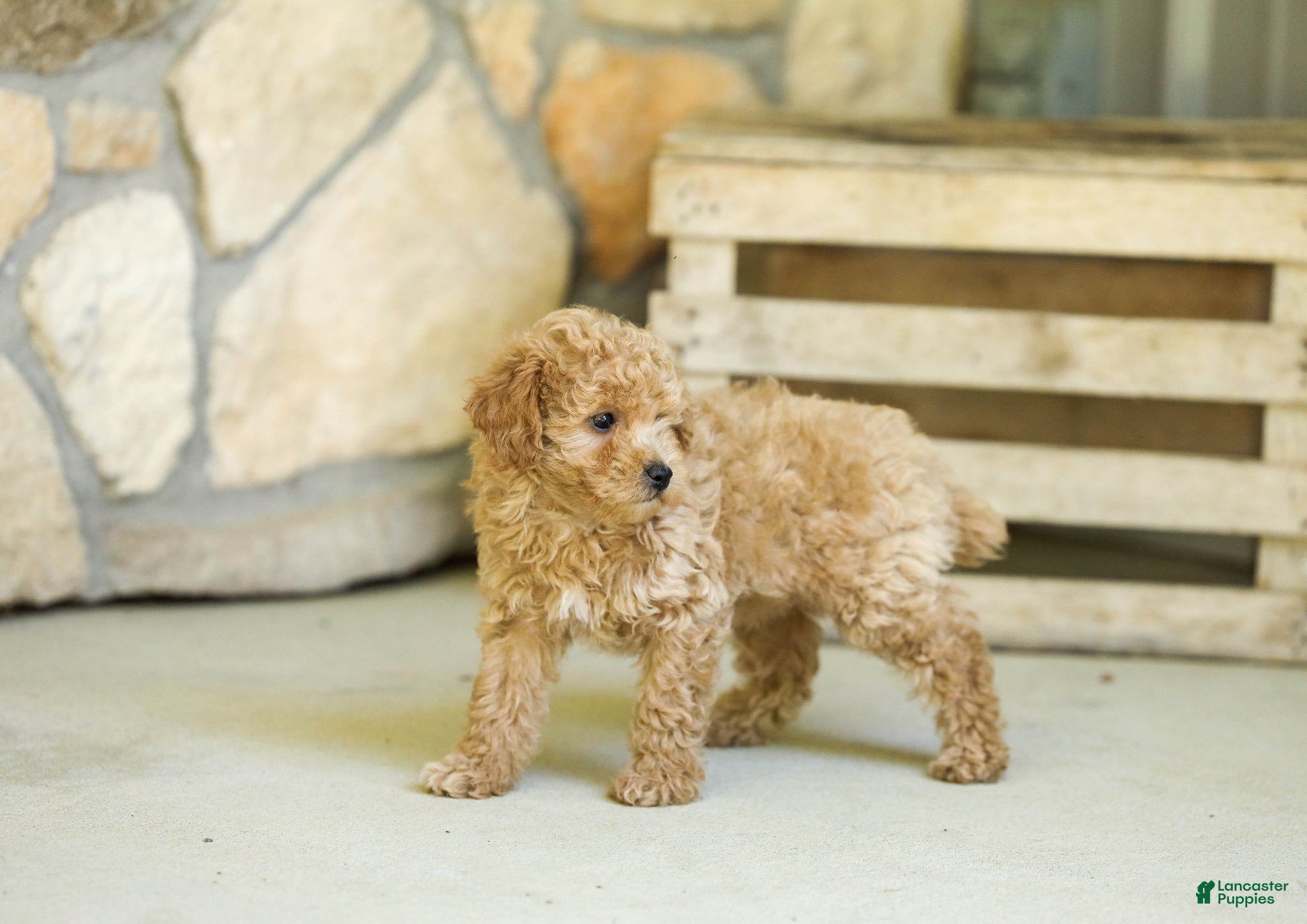 Miniature Poodle dogs AKC Leo - Ad 1