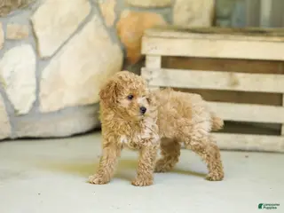 Miniature Poodle dogs for sale: AKC Leo - Ad 1