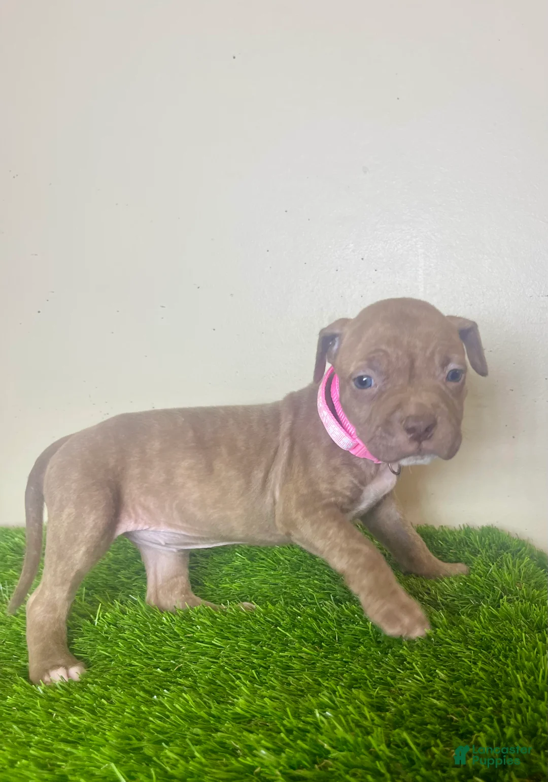 American Bully dogs for sale: American Bully Female 2 - Ad 2