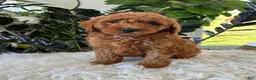 Mini Goldendoodle dogs for sale: Asher  - Ad 5